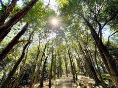 -火炉山森林公园