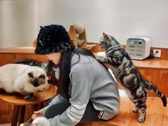 -有猫主题·治愈系猫咖(曾厝垵店)