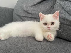 -屋虎猫馆(宝安大仟里店)