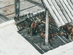 -青藏高原野生动物园
