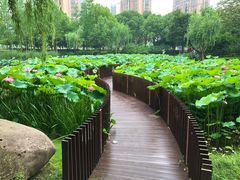-陈家山荷花公园