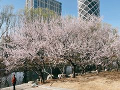 -大望京公园