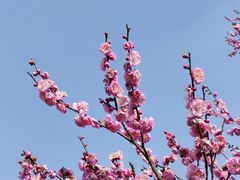 -梅花山(明孝陵内)