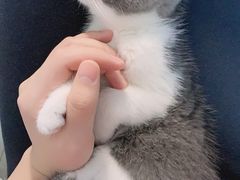-猫十亿·布偶金渐层·曼基康矮脚猫舍(青年路店)