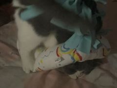 -瑞派福兴宠物医院犬猫全科·骨科·中西医结合(河东店)