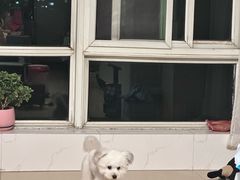 -心仪动物医院·牙专科·肿瘤·心脏科(西客站院)