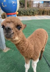 -萌宠亲子动物乐园(槐房万达店)