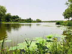 -东郊湿地公园