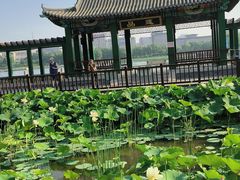 -莲花池公园