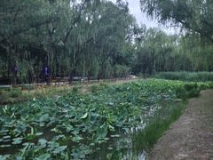 -古塔公园