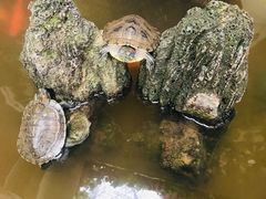 -丽江庭院·云南野生菌·海鲜火锅(鼓楼四合院店)