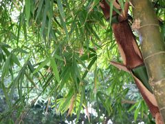 -南宁良凤江国家森林公园