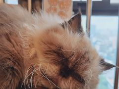 -喵园·猫主题咖啡厅·撸猫·猫咖(国贸店)