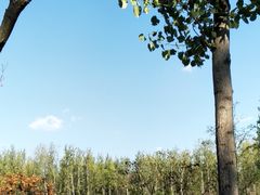 -合肥滨湖国家森林公园