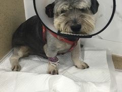-伟伟宠物医院·CT影像中心·瑞派犬猫综合性门诊(汉口总院)