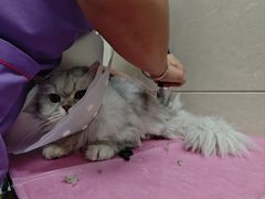 -北京观赏动物医院·24小时大型综合·猫专科·异宠专科