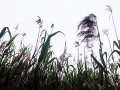 -尚贤河湿地