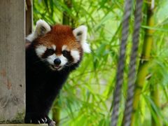 -泉州海丝野生动物世界