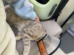 -艾贝尔宠物诊疗