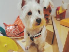 -佐罗家宠物馆·猫文化馆(紫霞路店)