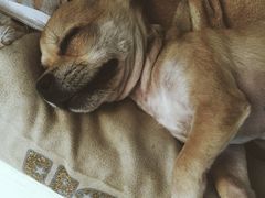 -宠颐生动物医院·心脏科·保险定点(锦阳分院)