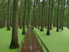 -渌洋湖湿地公园