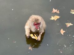-合肥野生动物园