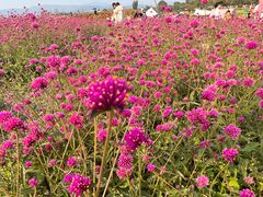 -径山花海