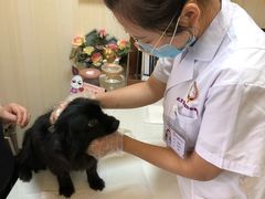 -宠爱国际动物医院· 猫科· 外科·中兽医(长白店)