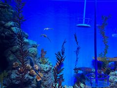 -上海海洋水族馆