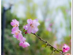 -绍兴镜湖国家城市湿地公园
