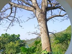 -梧桐山风景名胜区