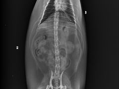 -创凡宠物医院·骨专科  猫科中心(西乡分院)