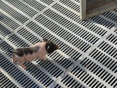 -北京鹿世界主题园