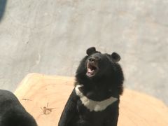 -东方熊牧场