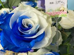 -荷兰花海