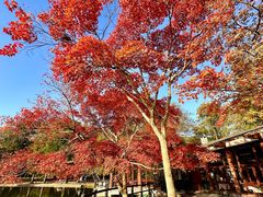 -上海共青森林公园