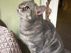-猫色咖啡·猫咖