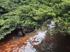 -玉苍山国家森林公园