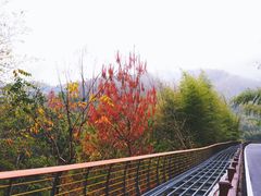 -泽雅景区