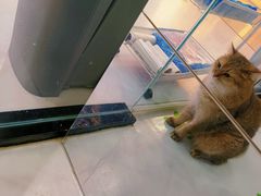 -糯米喵星人·撸猫猫舍咖啡馆(西市场嘉华店)