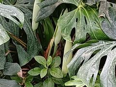 -呀路古热带植物园