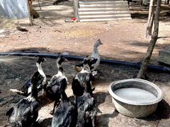 -坛南湾阿强农家乐.海鲜大排档老字号(福州地标美食店)