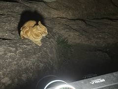 -东白山