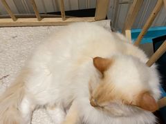 -猫小院猫主题咖啡厅(北锣店)