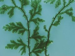 -广东中医药博物馆