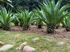 -中国科学院西双版纳热带植物园