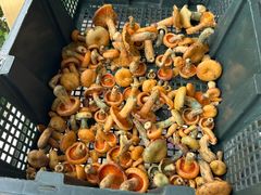 -野菌皇海景野生菌火锅(滨海大道店)