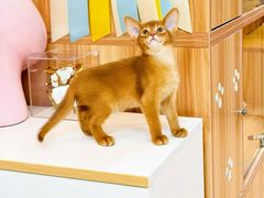 -猫十亿·布偶金渐层·曼基康矮脚猫舍(青年路店)