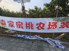 -老袁家蜜桃农场·阳山水蜜桃